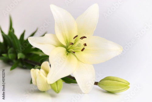 Beautiful White Flower © cienpies