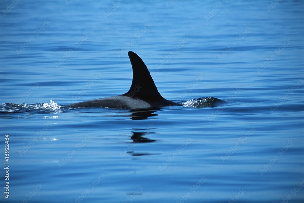 Fototapeta premium Dorsal fin of killer whale