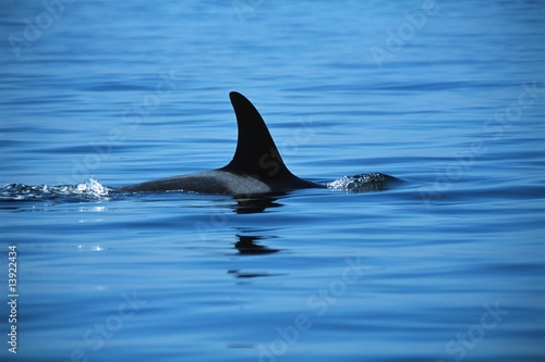Dorsal fin of killer whale © Vibe Images