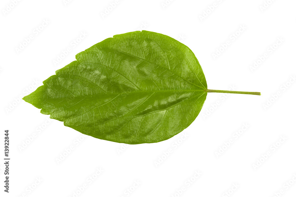 Hibiscus leaf isolated, rosa-sinensis Hibiscus leaf isolated, rosa-sinensis