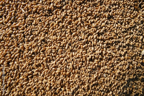 wheat beans