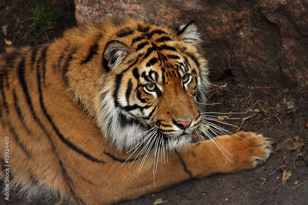 Obraz premium Sumatran Tiger