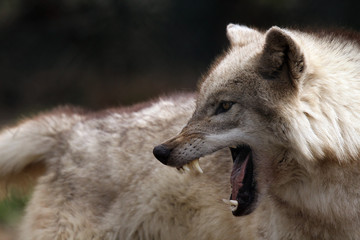 Wandcirkels Wolf Agressief roofdier toont tanden  © Megan Lorenz