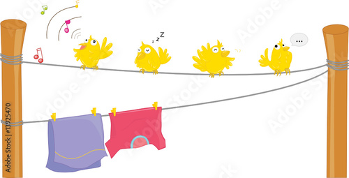 birds
