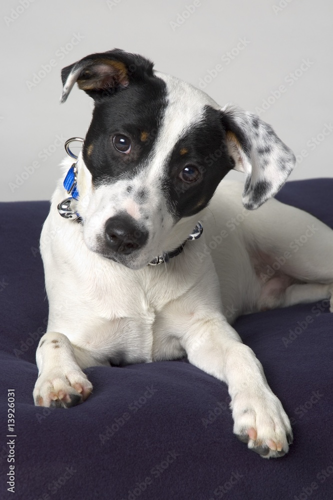 Small black and white dog Small black and white dog