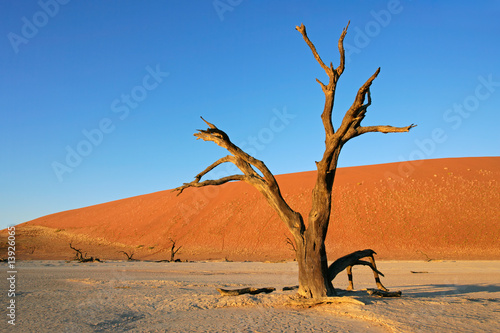 Dead tree, red sand dune, blue sky, Sossusvlei, Namibia