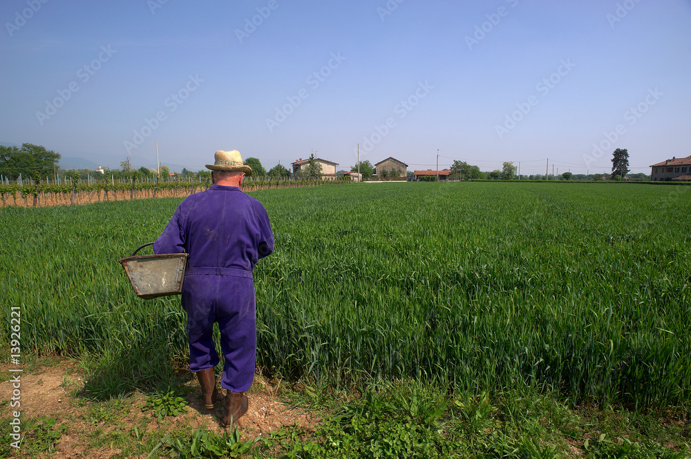 urea urea