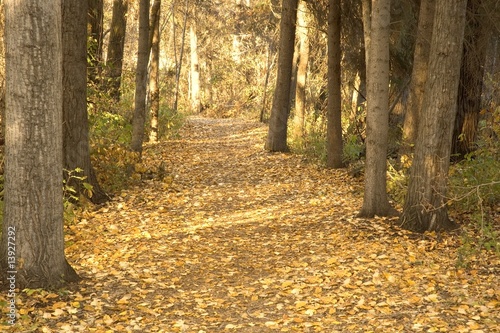 Autumn woodland path photo