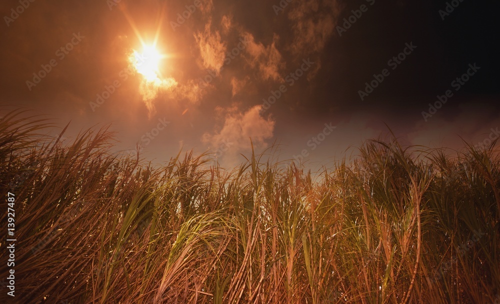 Tall grasses against a dark sun