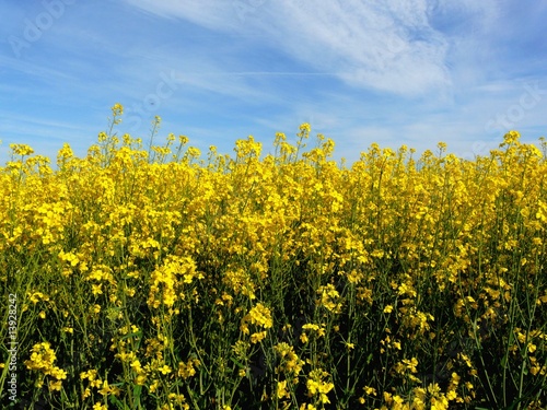 Field of bright yellow canola or rapeseed