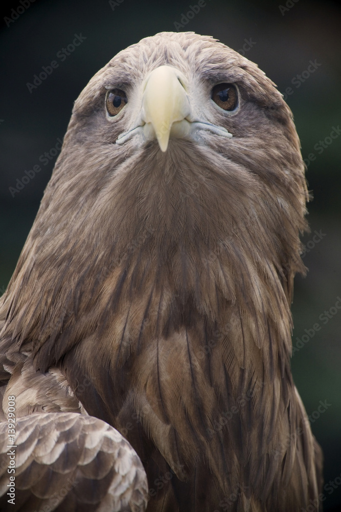 Obraz premium Eagle Close Up Portrait