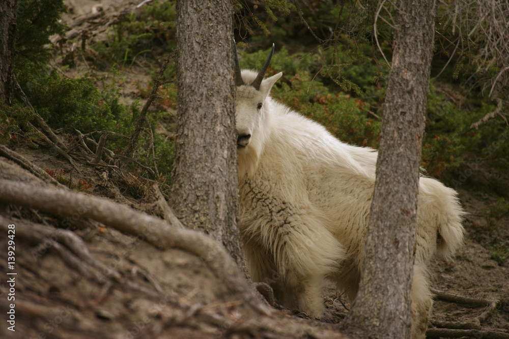 Fototapeta premium Mountain goat