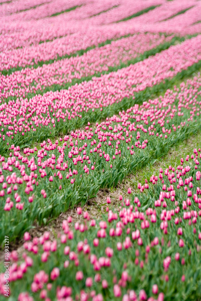 Pink tulip Pink tulip