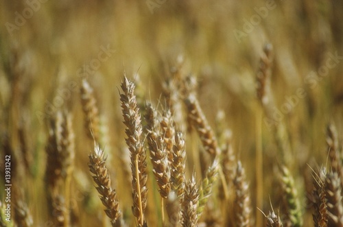 close up of ripe cereal crop