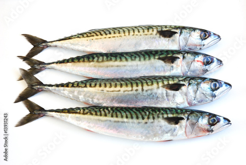 fresh mackerel fish