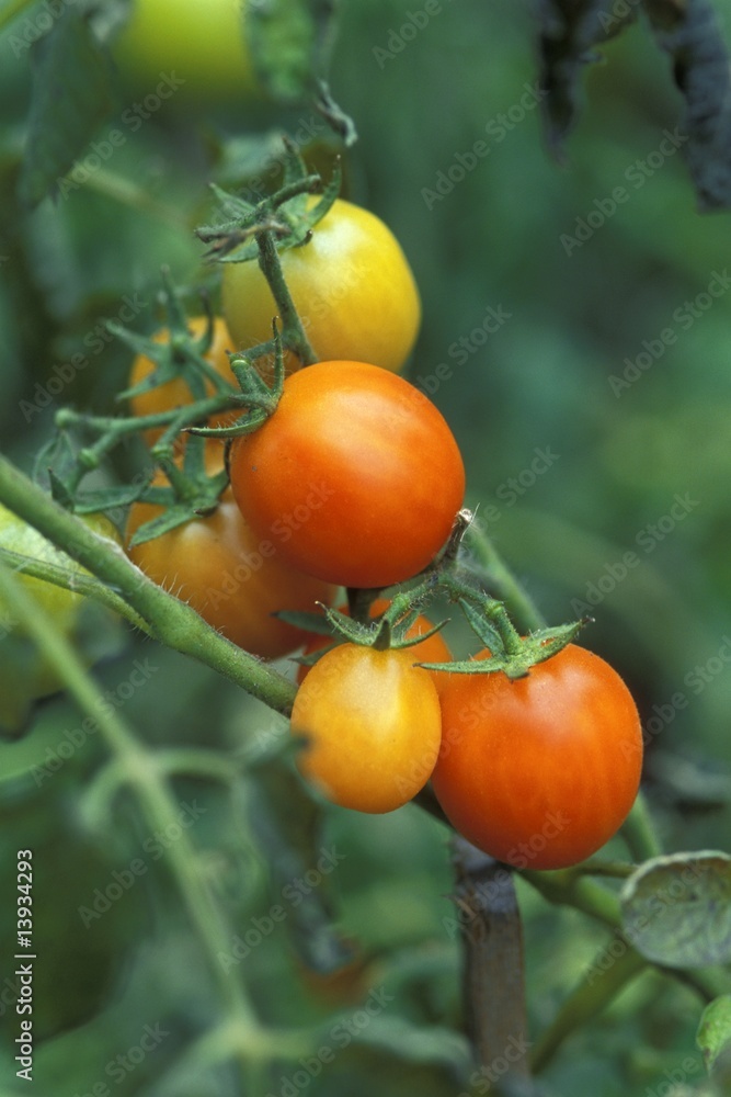 Tomatoes growing in a garden