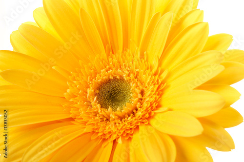 beautiful yellow flower petals closeup