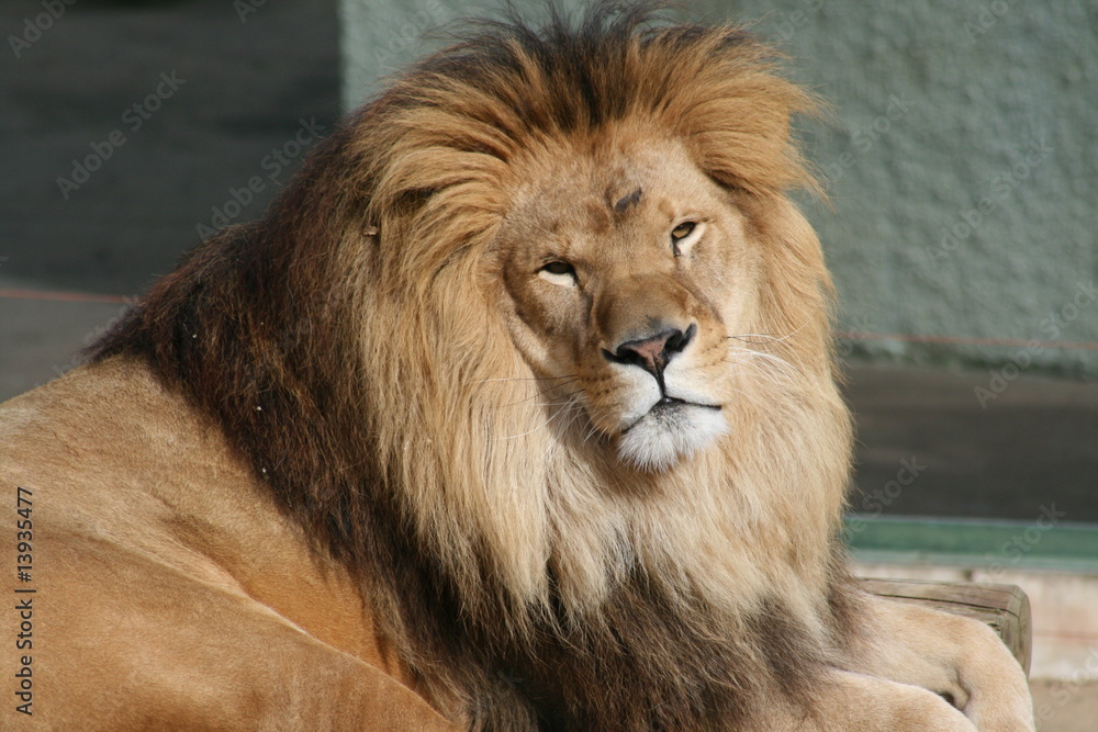Fototapeta premium lion