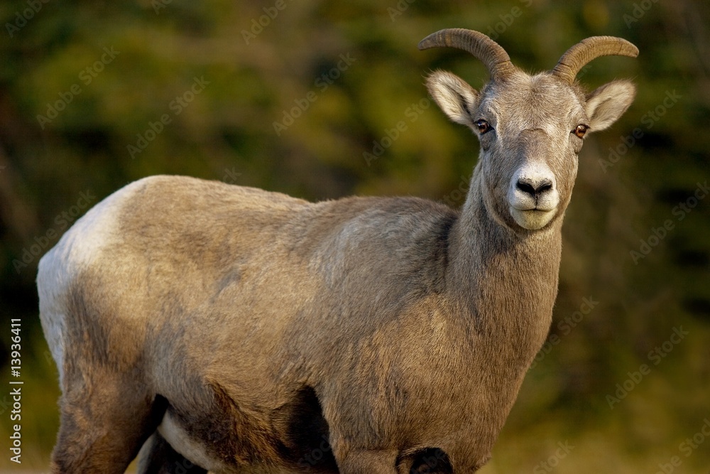 Closeup of a big horned sheep