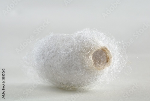 Silk Worm Cocoon photo
