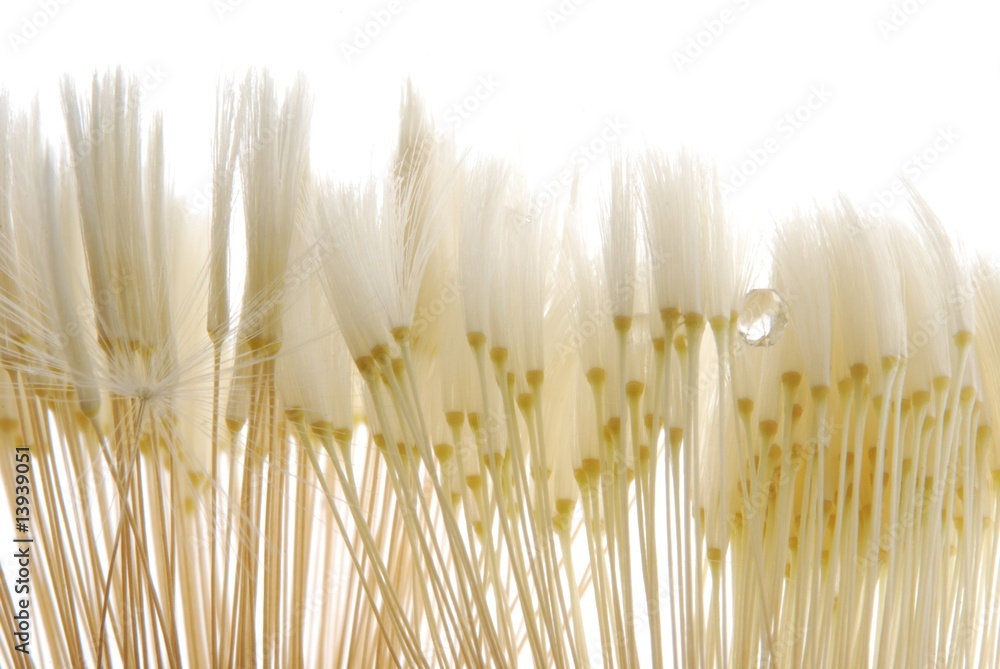 Obraz premium soft dandelion seeds