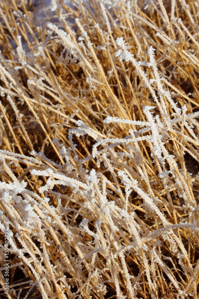 Frosty grass Frosty grass