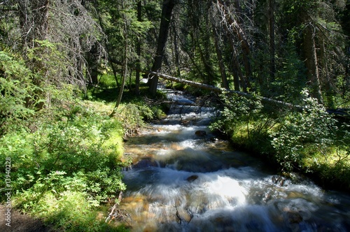 Water moving through forest