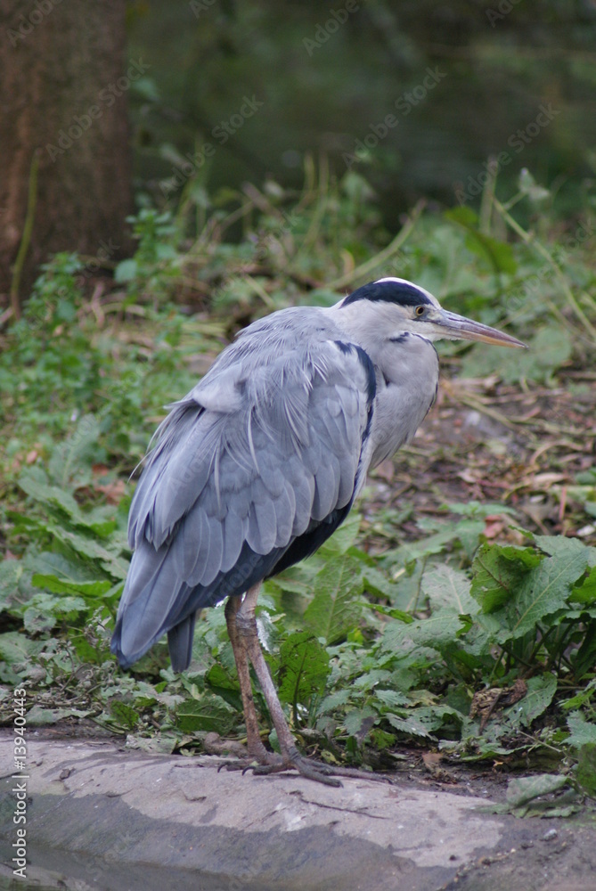 Fototapeta premium Grey Heron