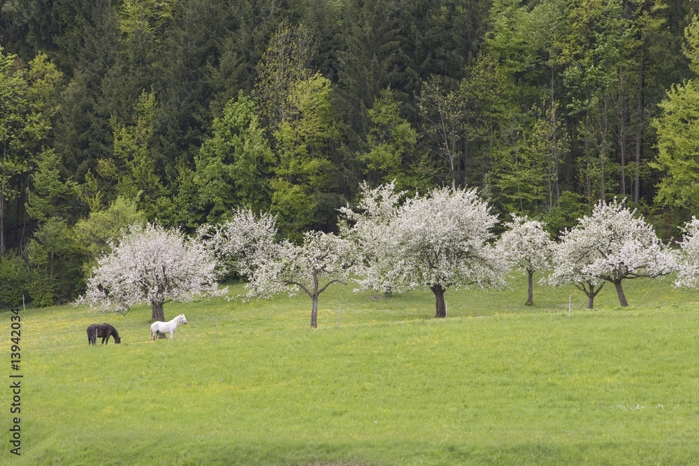 Horses grazing by apple trees in bloom in Bavarian landscape Horses grazing by apple trees in bloom in Bavarian landscape