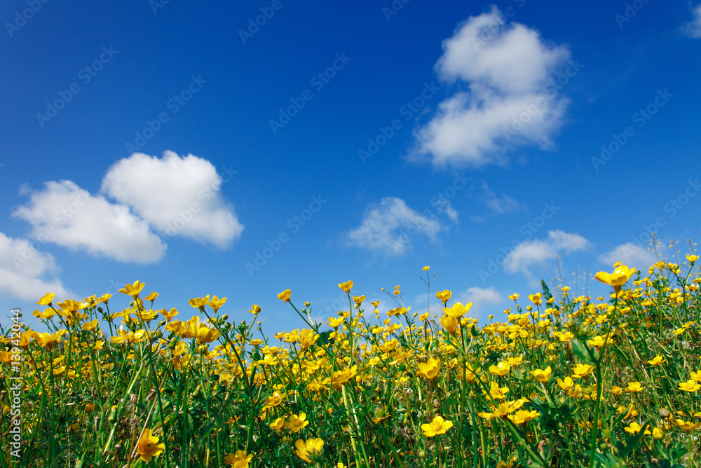 blumenwiese blumenwiese