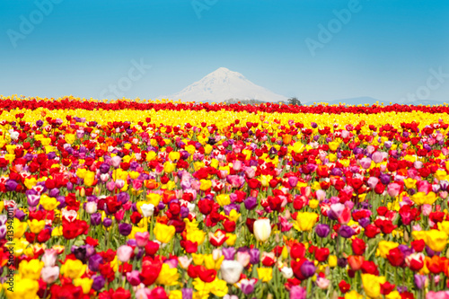 Tulip fields, snow-covered mountain
