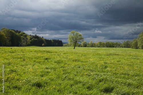 Springtime meadow with trees