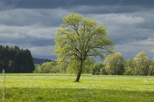Single tree in meadow with storm clouds