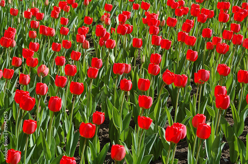 red tulips