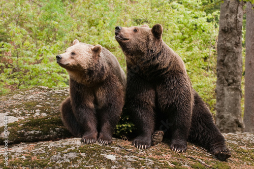 Two bears © AS