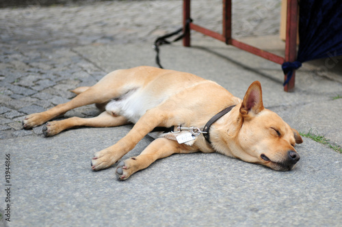 A dog sleeps comfortably on a wet road