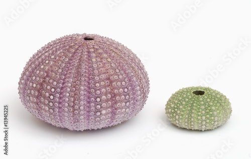violet and green sea urchin