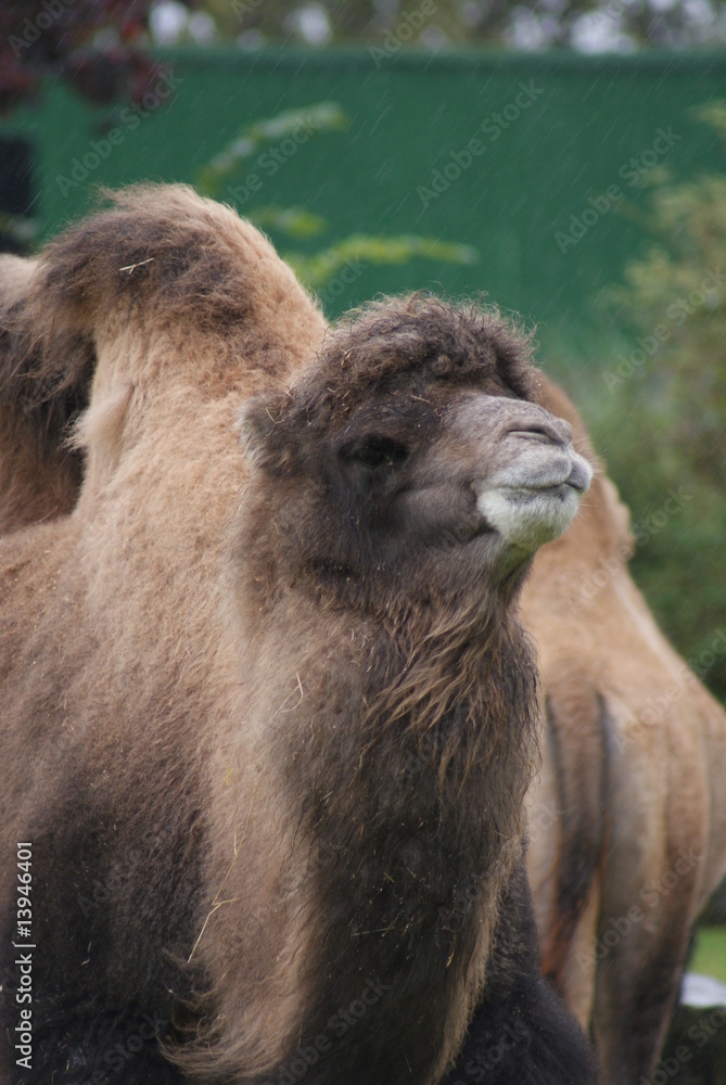 Fototapeta premium Bactrian Camel