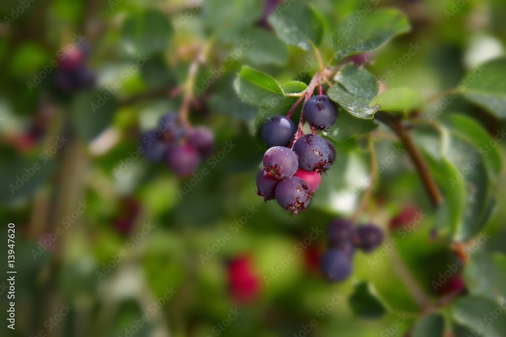 Berries on branches