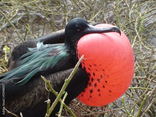 Frigate Bird with Inflated Red Pouch