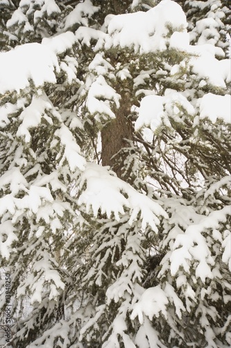 Snowy branches