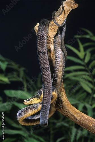 Tree snake photo