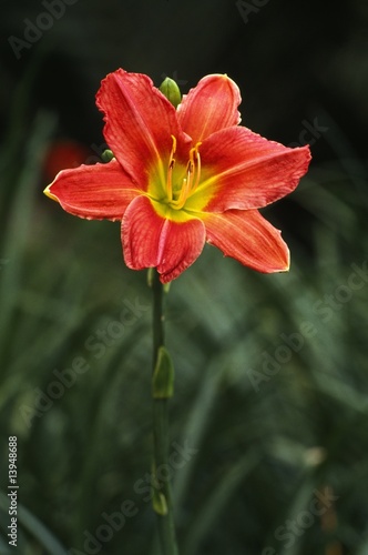 Blooming Day lily
