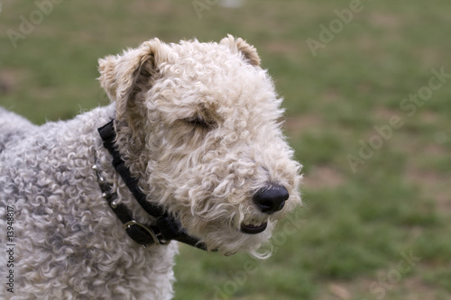 Wire Haired Fox Terrier Head
