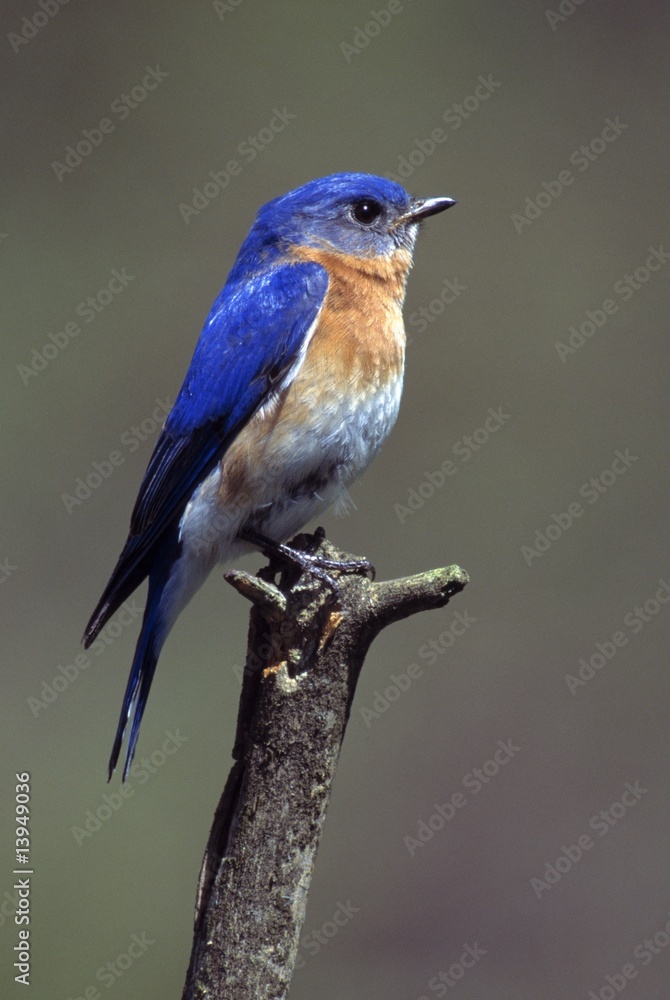 Fototapeta premium Eastern bluebird