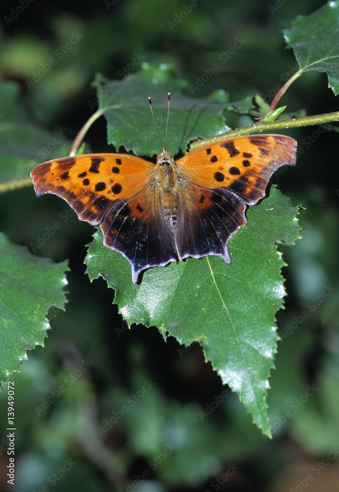 Obraz premium Orange butterfly on white birch leaf