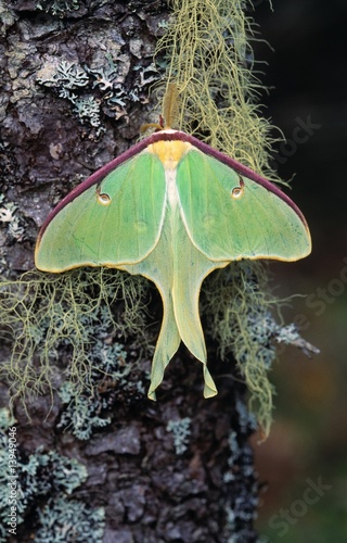 Male luna moth on moss and lichen-covered tree photo