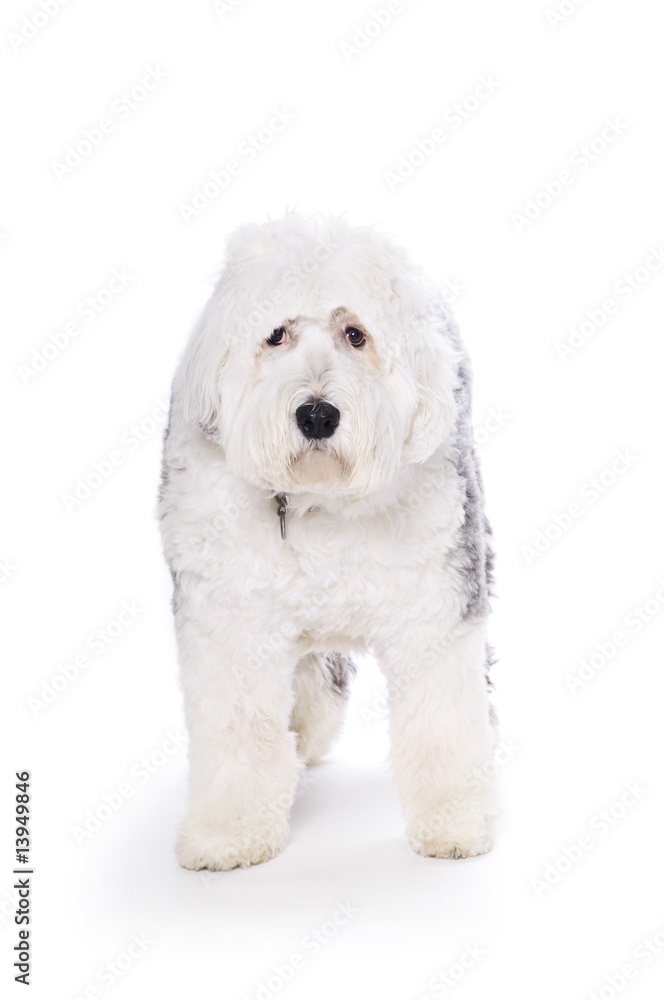 Old English Sheepdog on white background