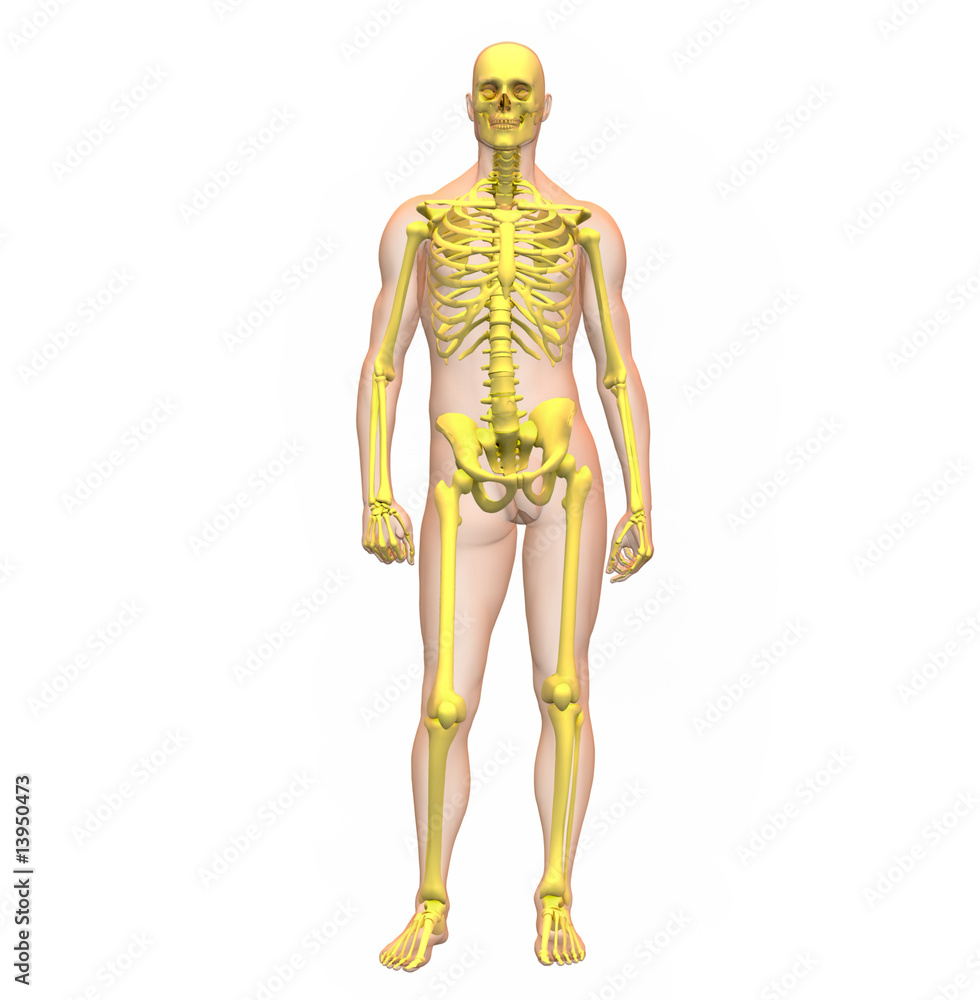 X-ray illustration of male human body and skeleton standing X-ray illustration of male human body and skeleton standing