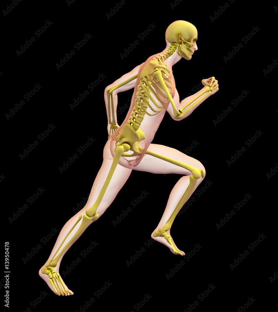 X-ray illustration of male human body and skeleton running. Stock ...